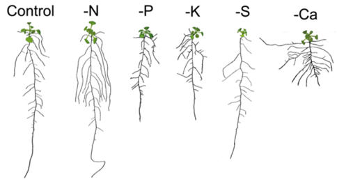 Roots of A. thaliana show a high degree of plasticity in response to different nutrient deficiencies (Gruber et al., 2013, Plant Physiol.). 